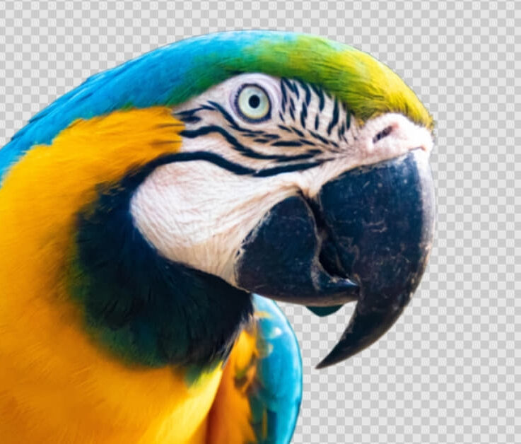 Image Cut Out