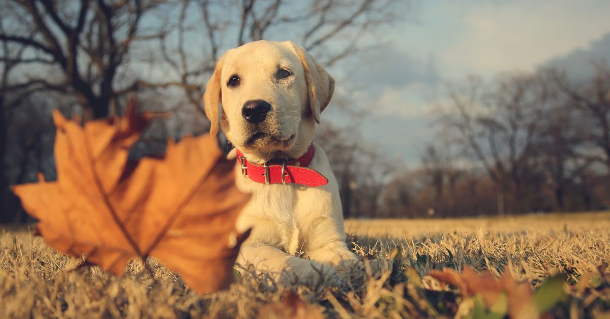 Free Instagram Filter Presets