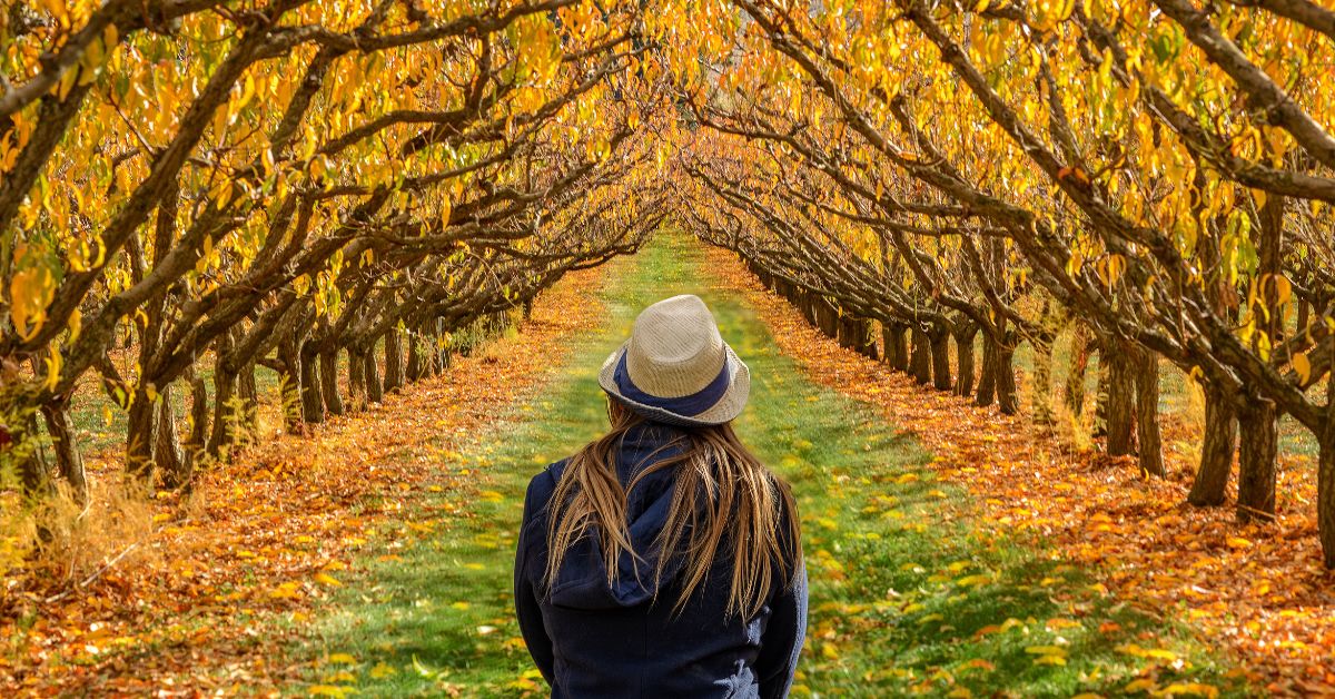 Free Fall Presets for Lightroom Mobile