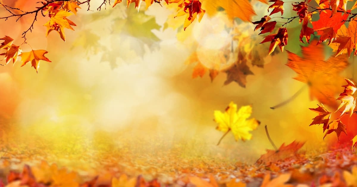 Free Fall Presets