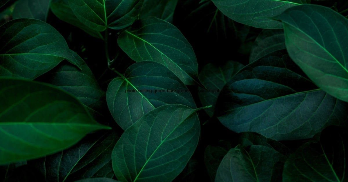 Photo Editing Green Background