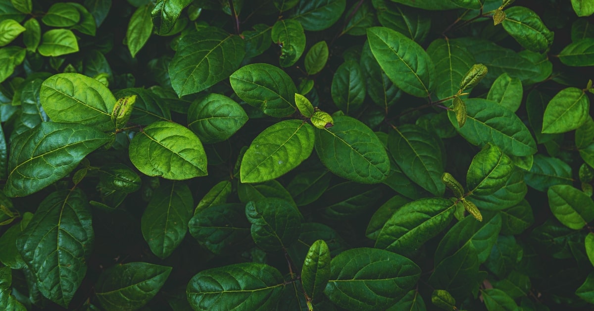 Photo Editing Natural Background