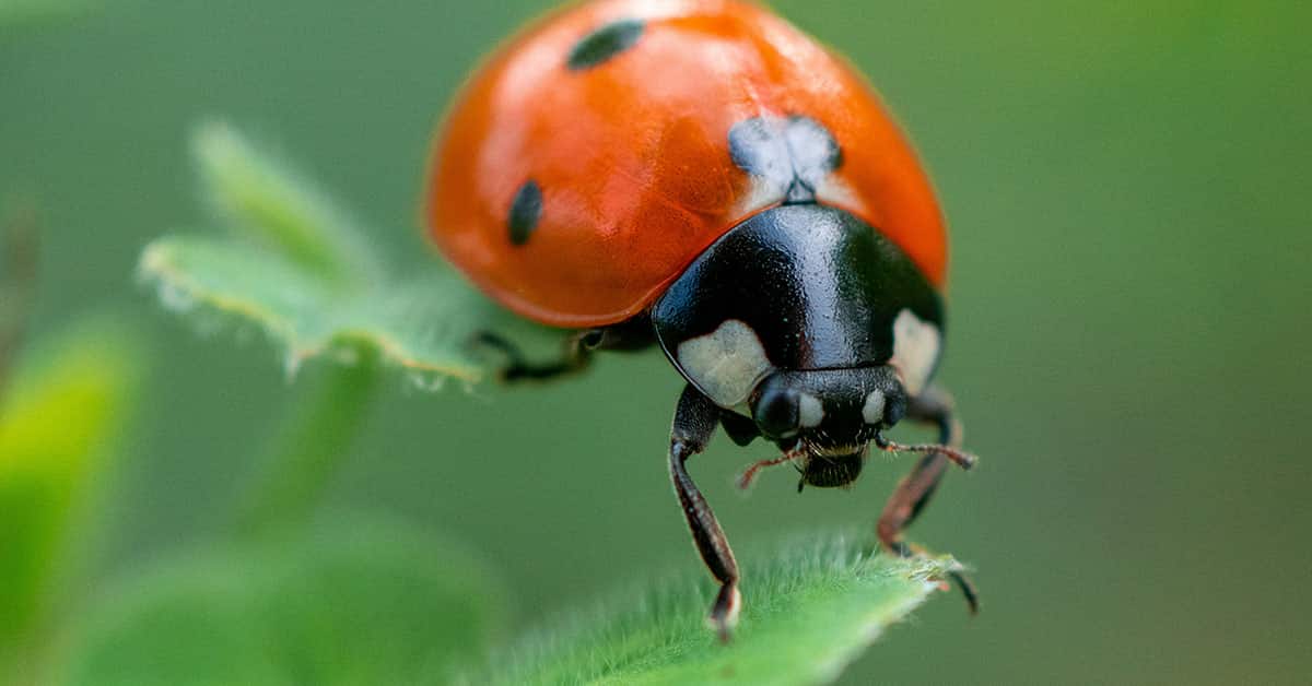 Best Camera for Macro Photography
