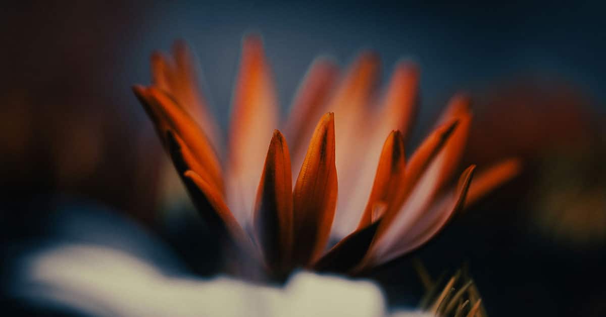 Blur Photo Background in Photoshop