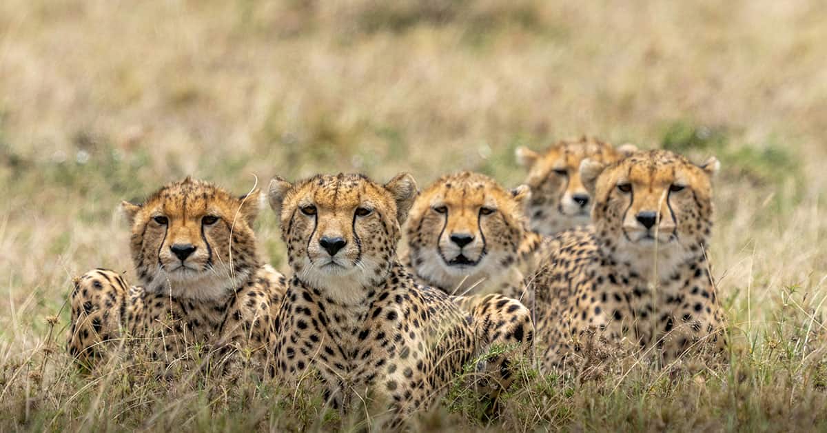 Camera Settings for Wildlife Photography