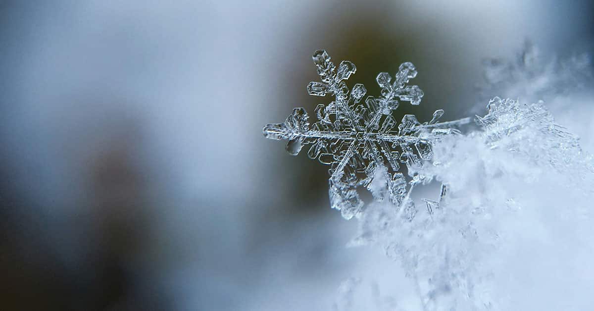 Famous Macro Photographers