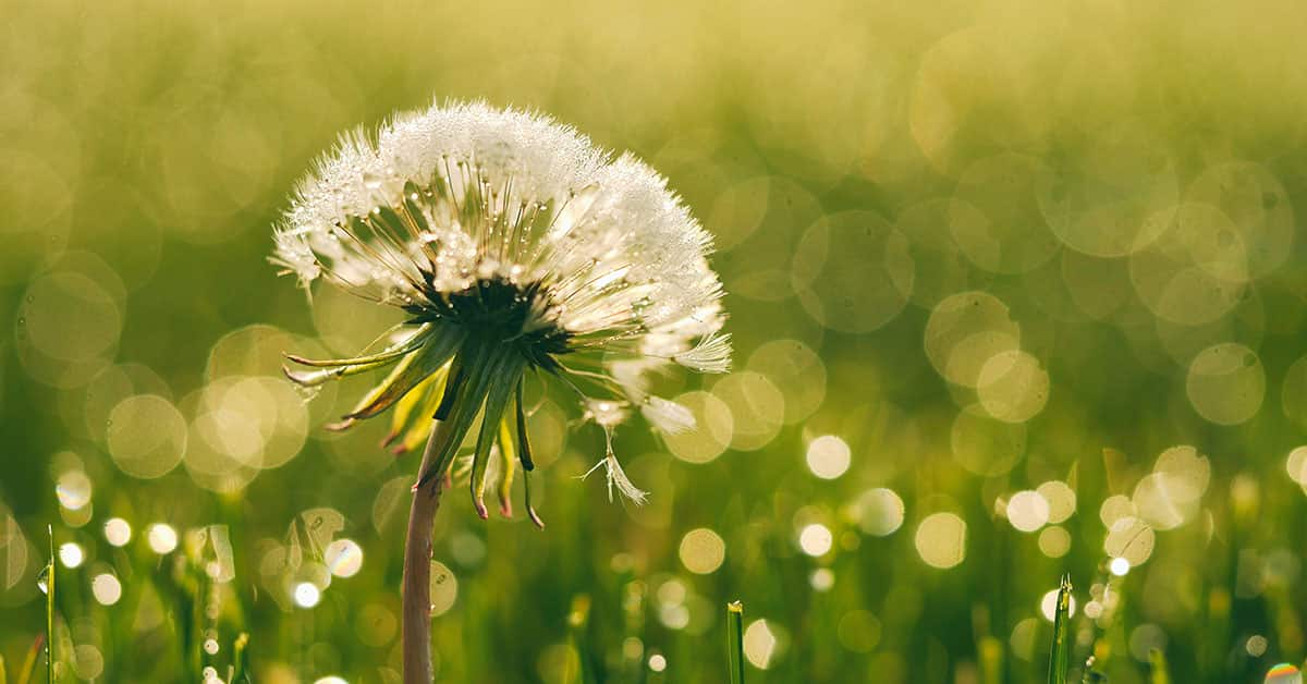 Flower and Plant Photography