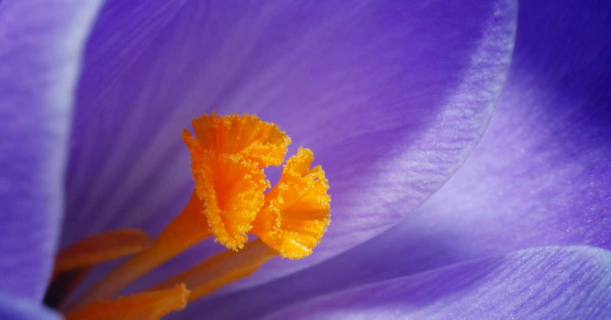 Macro Photography Focus Stacking in Photoshop