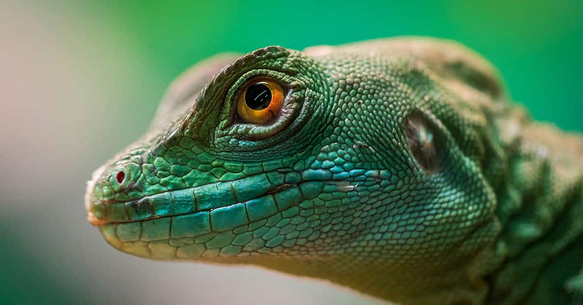Most Unusual Macro Photography Ideas