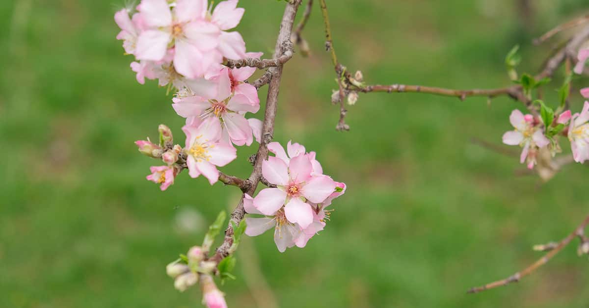 Spring Aesthetic Wallpaper