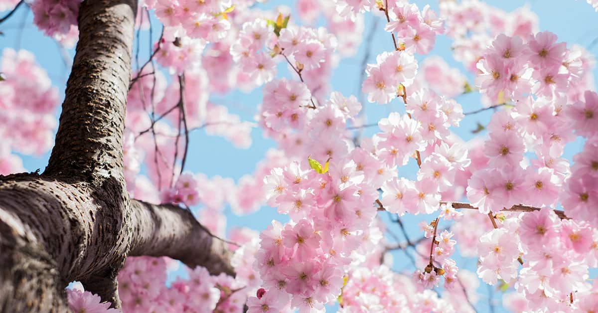 Spring Photoshoot Ideas