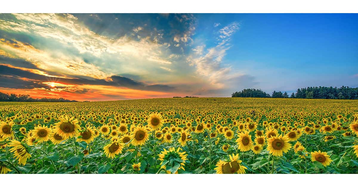 Sunflower Field Photoshoot Ideas