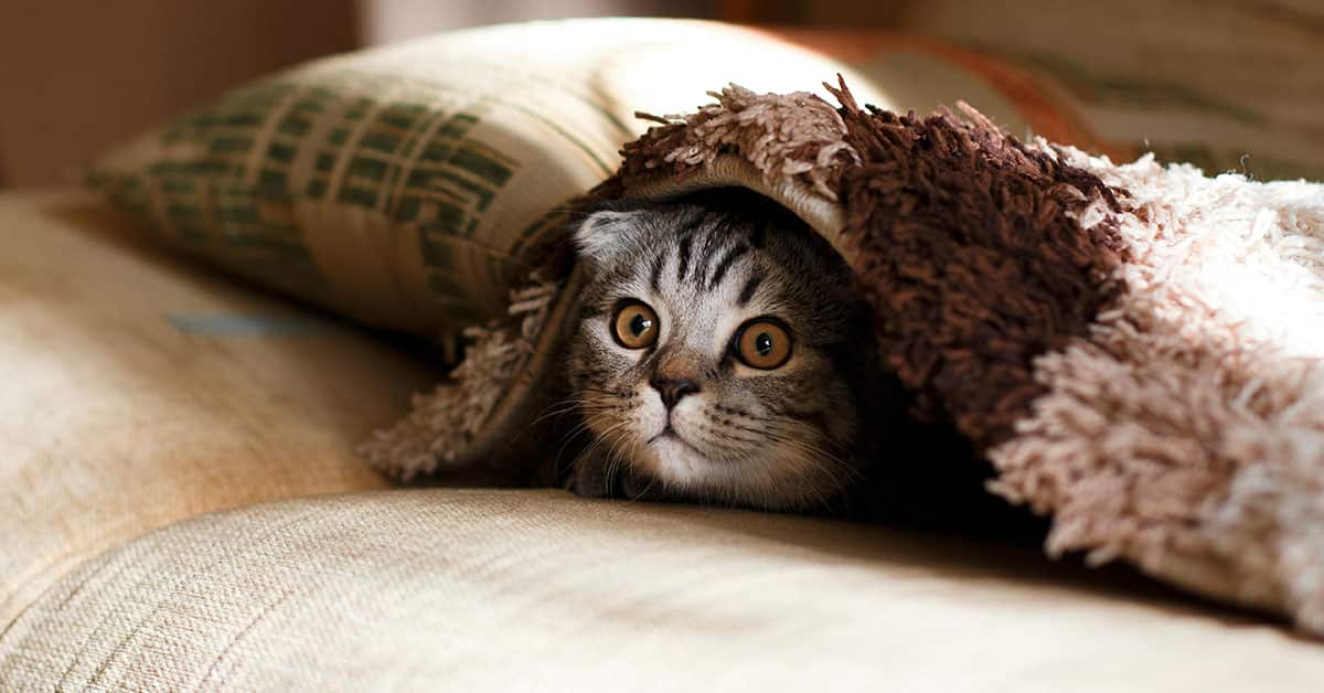 Tips for Pet Photo Editing and Retouching