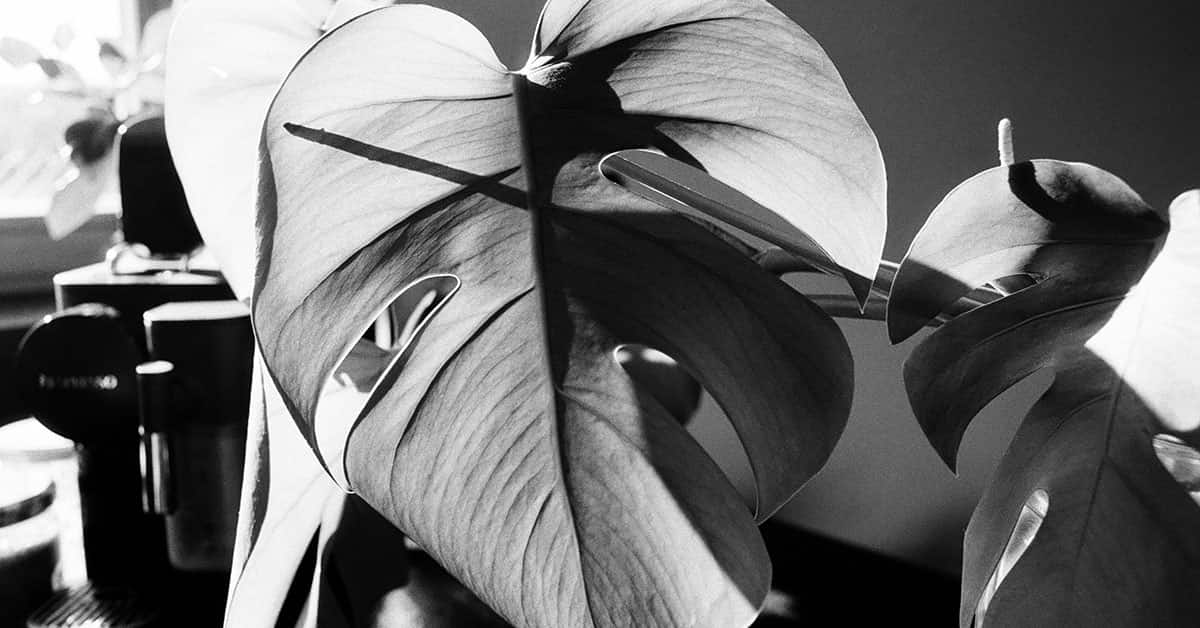 Black and White LUT