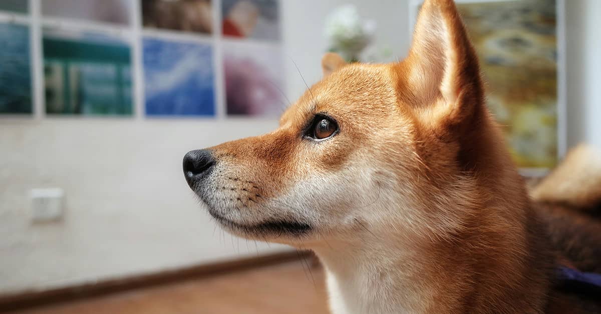 Dog Photography