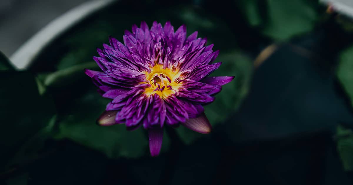 Flourish Presets Presets