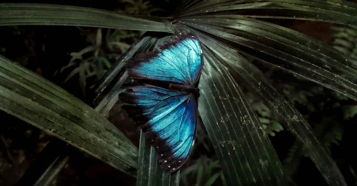 Free Butterfly Overlays for Photoshop