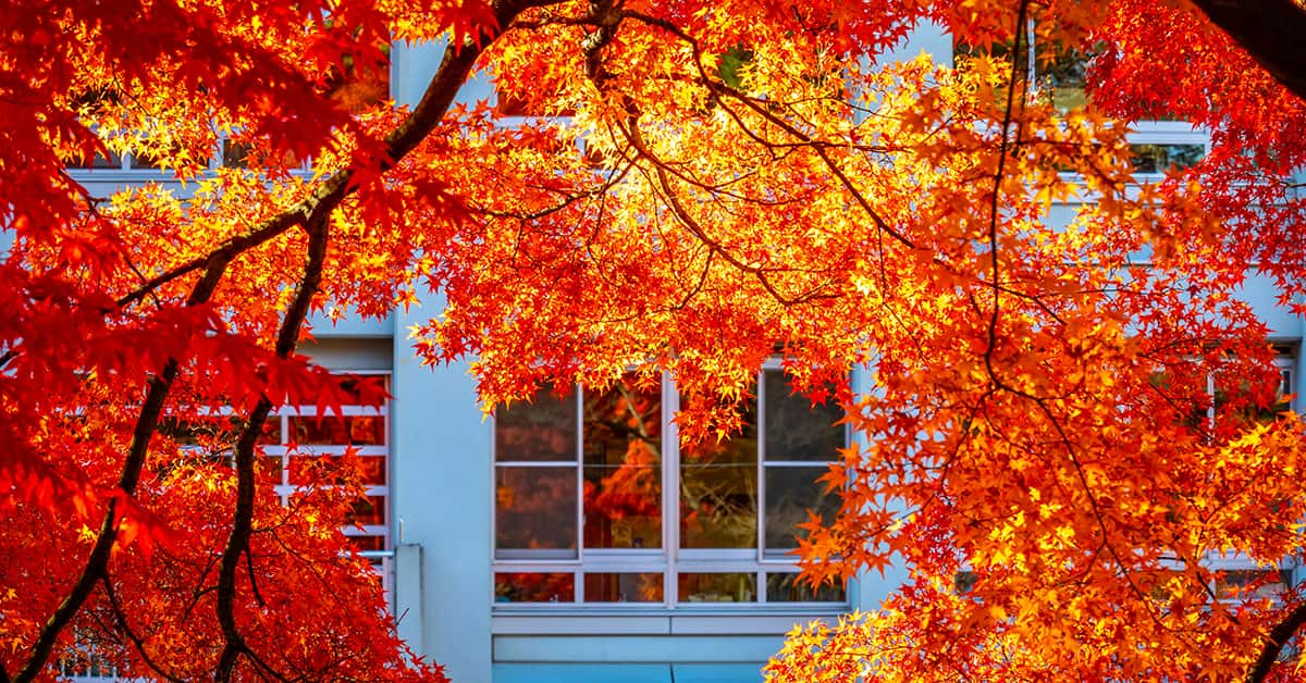 Free Fall Lightroom Presets