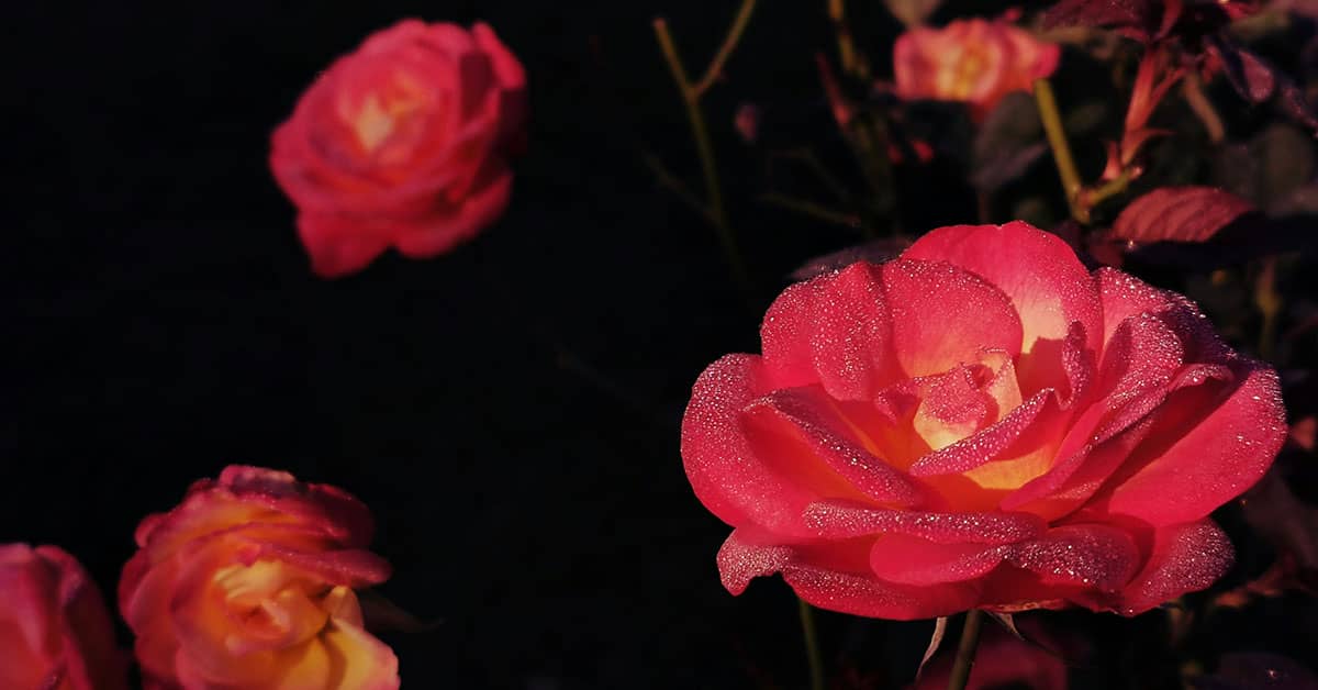 Free Rose Petals Overlays