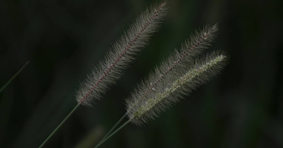Grass Texture Free Photoshop