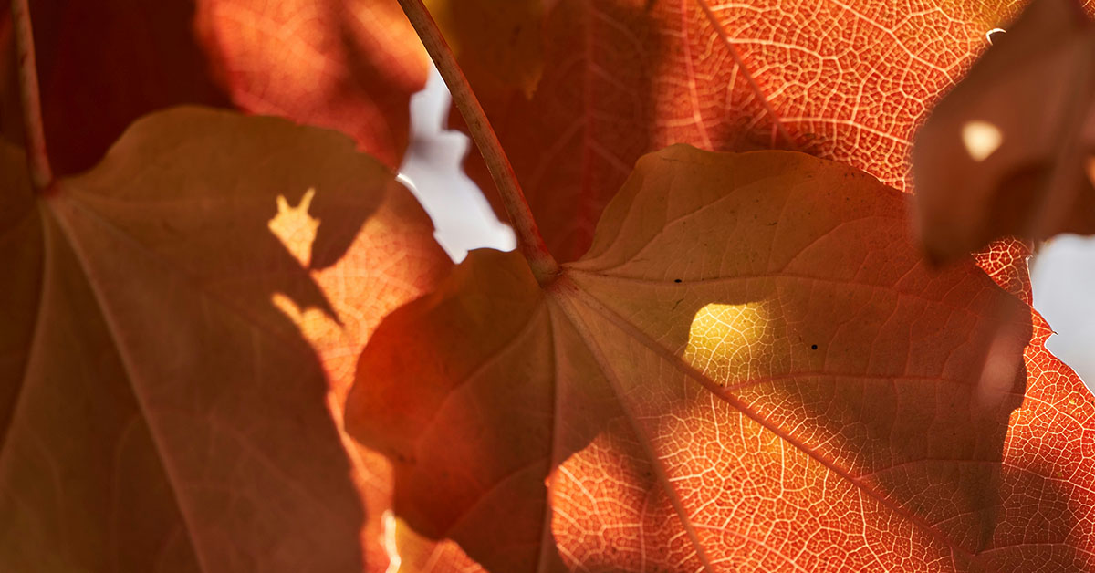 Leaves Overlay Photoshop Free
