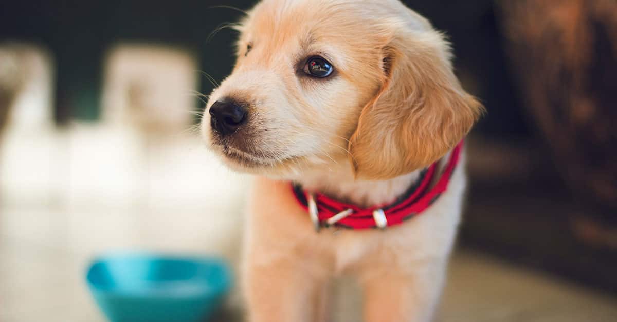 Puppy Photo Shoot Ideas