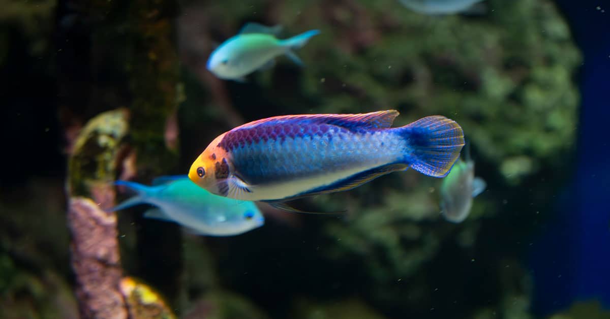Aquarium Photography Tips