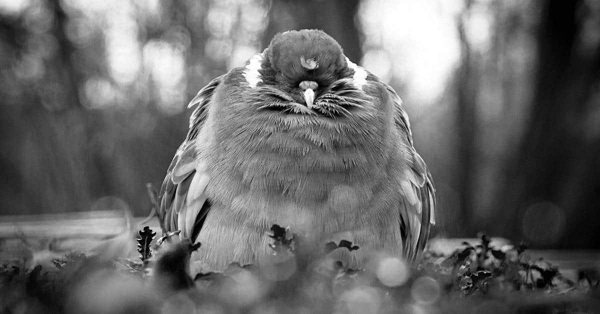 Black and White Photographer