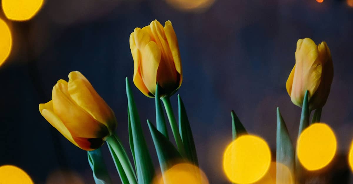 Bokeh Photography