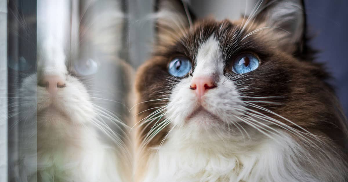 Cat Photography Tips