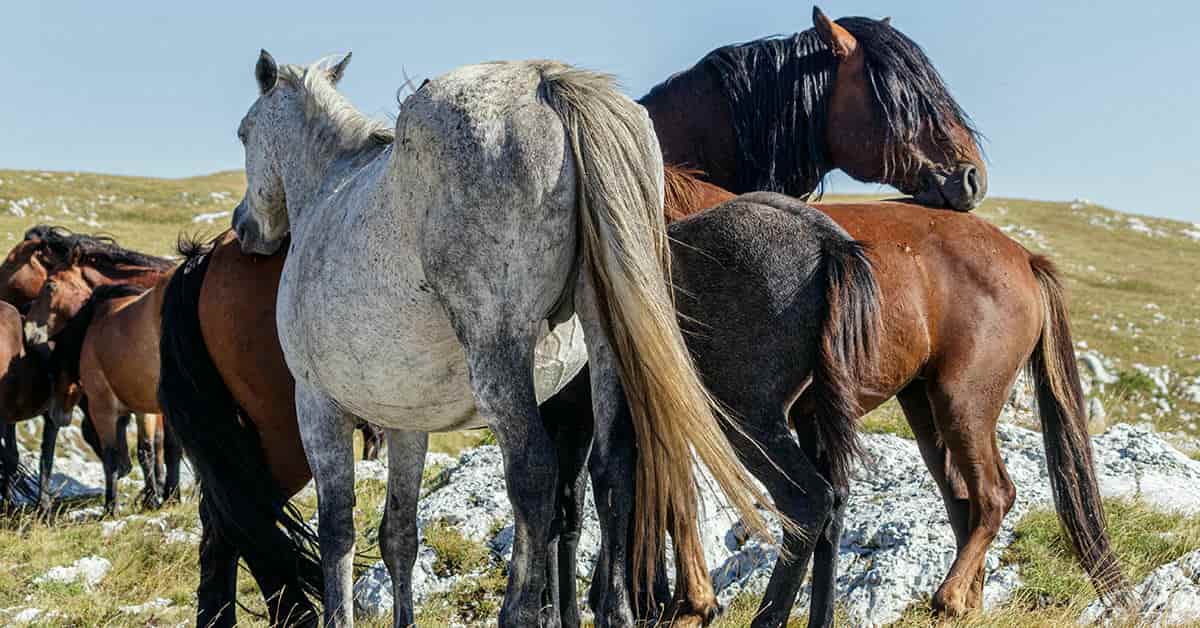 Equine Photographer
