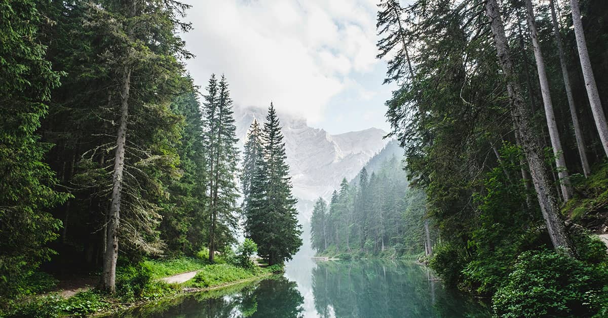 Forest Photography Tips