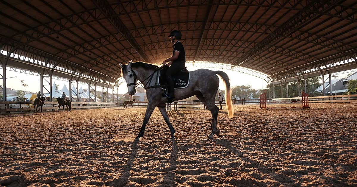 Horse Photography