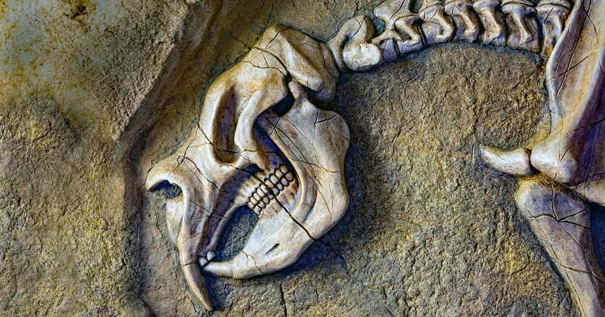 Paleontology Photographer