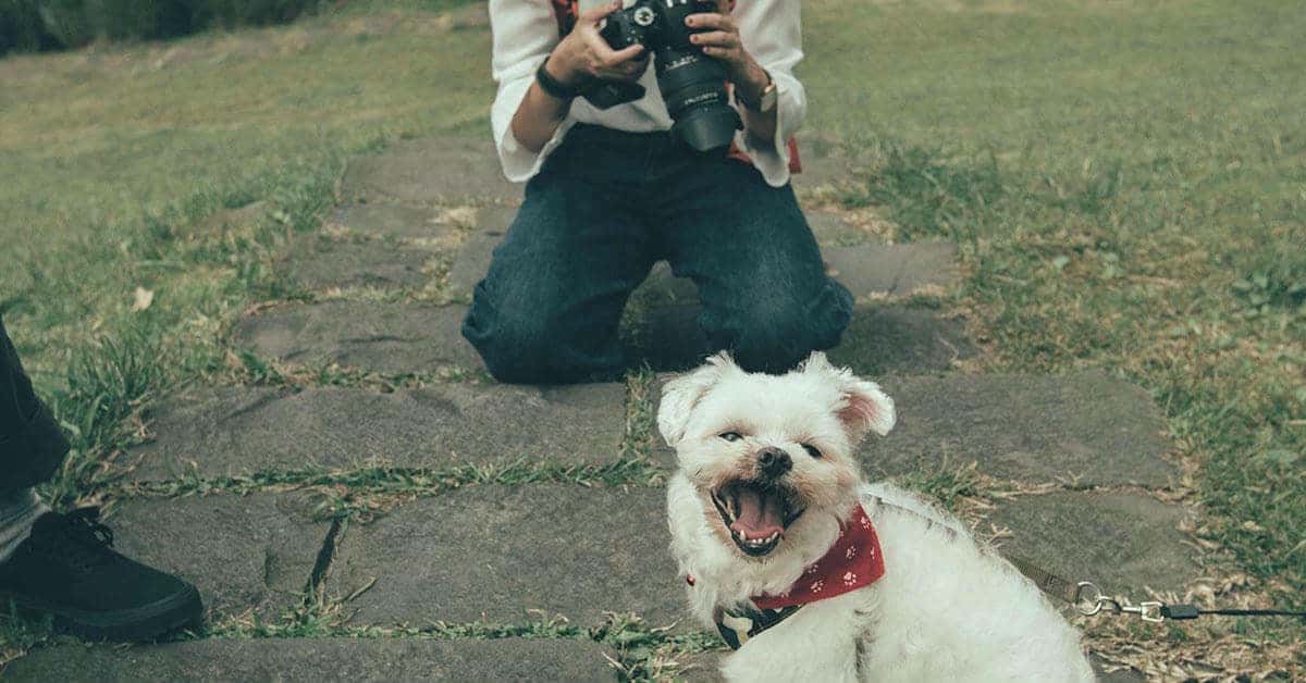 Pet Photographer