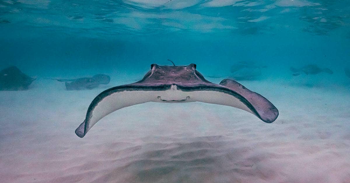 Underwater Wildlife Photographer