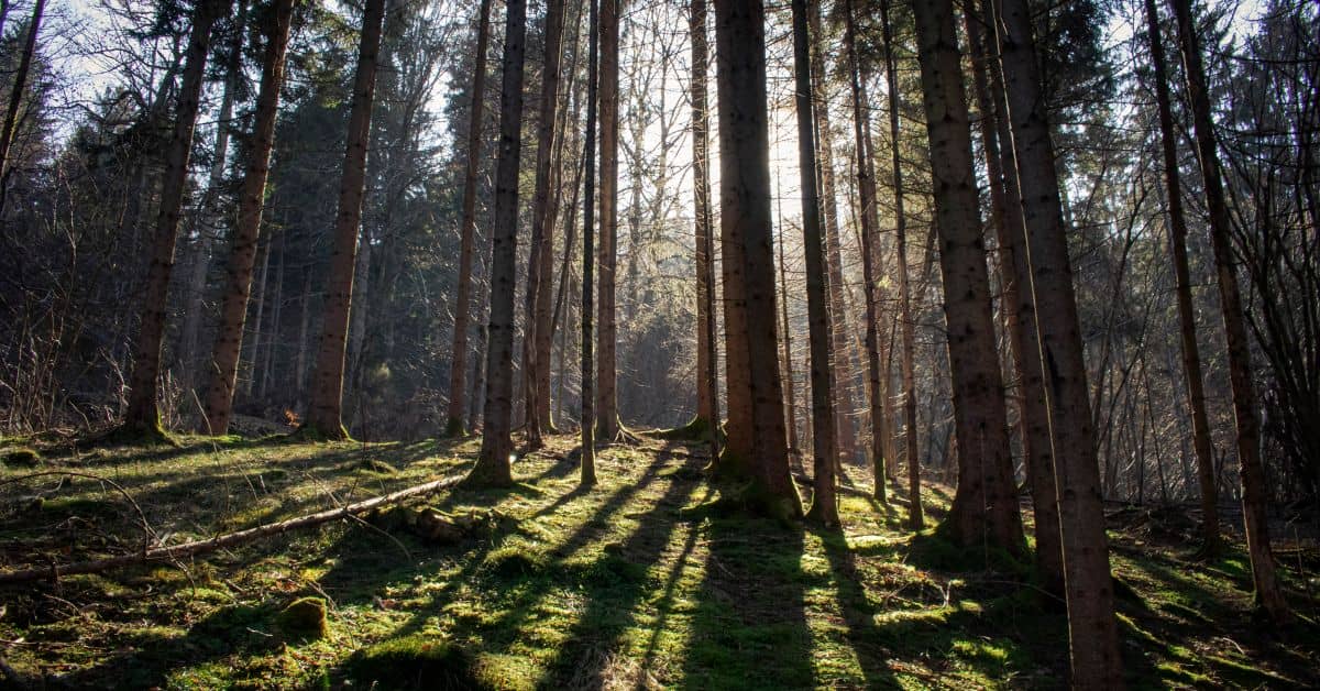 3 Tips for Better Natural Light in Photos