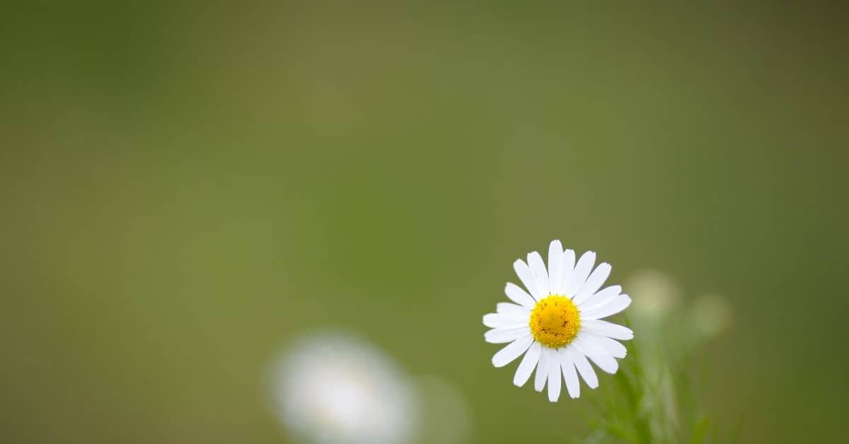 Creative Uses of Narrow Depth of Field