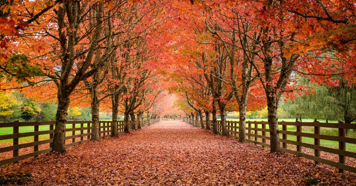 Fall Picture Ideas