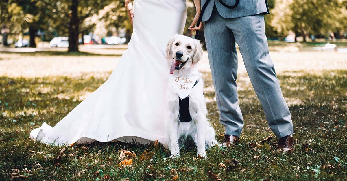 Wedding Photos With Pets